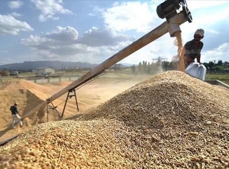 Yüksek Yağışlar Hububat Üretiminde Verim Artışı Sağlayacak