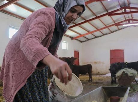 Devlet Desteğiyle Hayvan Sayısını İki Kat Artırdı: 'Kendi İşimizi Yapmanın Mutluluğunu Yaşıyoruz'