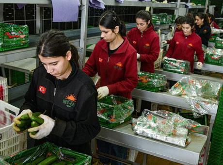 Türkiye'nin Rusya'ya Sebze İhracatında Artış Yaşanıyor