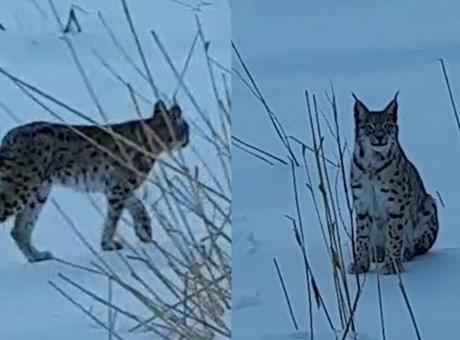 Bayburt'ta Vaşak Görüntülendi: Vatandaşlar Heyecanlandı