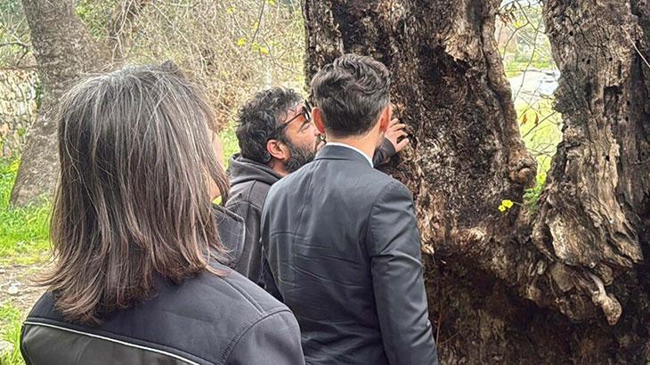 Bodrum'da Tarihi Çınar Ağacı Keşfedildi: 19 Metre Çevresi ve 2000 Yıl Yaşında Olabileceği Belirtiliyor