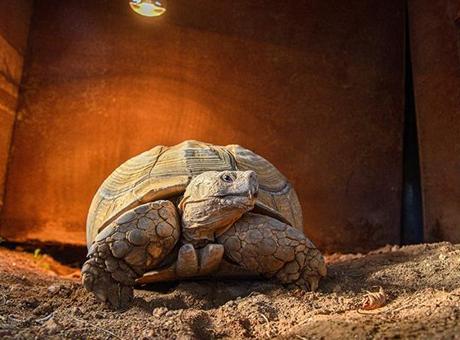 Antalya'nın En Yaşlı Kaplumbağası 'Sabi' İçin Arkadaş Arayışına Çıkıldı