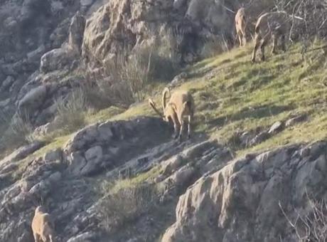 Diyarbakır'da Dağ Keçileri Mahalleye İndi: Doğanın Korunmasına Dikkat!