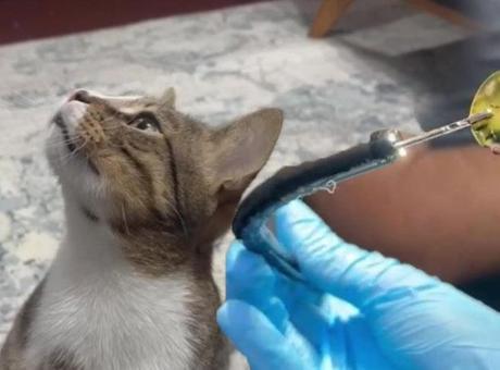 Kedinin Midesinden Şaşırtıcı Yabancı Cisim Çıktı