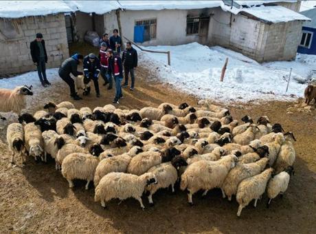 Van'da Küçükbaş Hayvancılık Desteklerle Büyüyor: 260 Bin Koyun Dağıtıldı