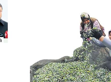 Zeytin Üreticileri İçin İklim Krizine Uyum Haritası Hazırlandı