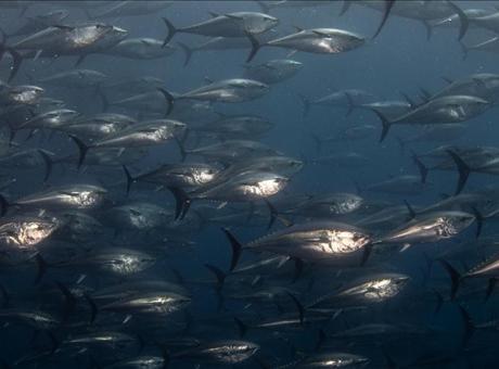 2026-2028 Mavi Yüzgeçli Orkinos Avcılığına Yönelik Kota Sistemi Devam Edecek