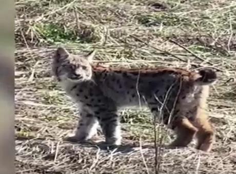 Sivas'ta 'Ormanın Hayaleti' Vaşak Nadir Anlarıyla Görüntülendi