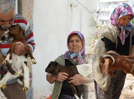 Şikayet Sonrası Keçi Yetiştiricileri Zor Durumda: 'Bir Senelik Emek Ziyan Oldu' 
