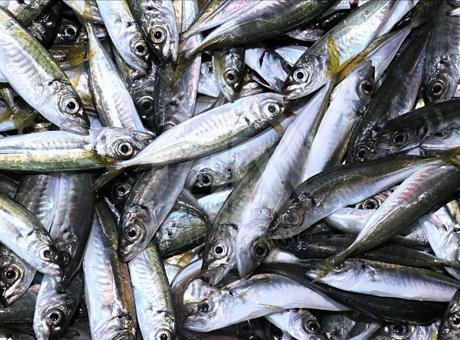 Rize'de İstavritin Kilogram Fiyatı 200 Lira Oldu