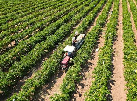 Bugün Çiftçilere 17,4 Milyar Liralık Tarımsal Destek Ödemesi Aktarılacak