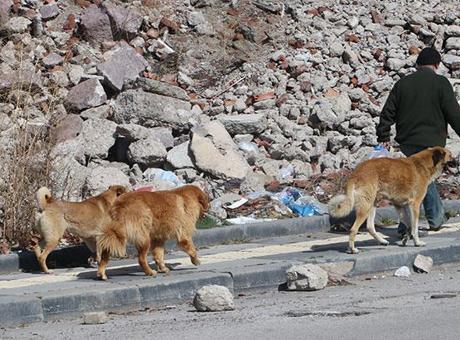 İstanbul Valiliği, Belediyelere Sahipsiz Köpeklerin Toplanması İçin Talimat Gönderdi