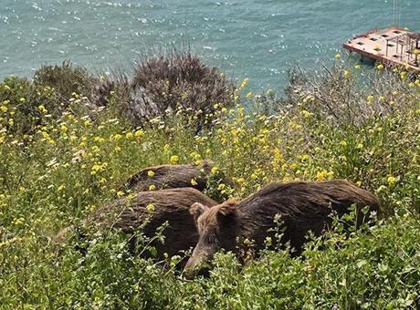 Kuşadası'nda Yaban Domuzları Şehir Merkezine İniyor: Doğal Seleksiyon Tehlikede