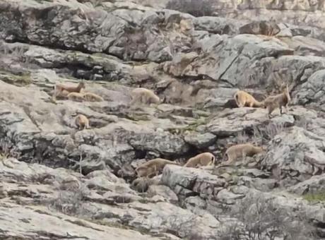 Hakkari'de Doğanın Sırları: Dağ Keçileri Görüntülendi