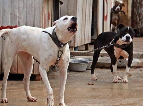 Köpek Saldırısının Ardından Mahkemeden Rekor Tazminat Kararı