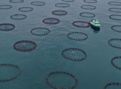 Türk Somonu İhracatı 91 Milyon Doları Geçti: 2023 İlk Çeyrek Başarıları