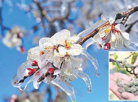 Zirai Don Olaylarına Karşı Etkili Önlemler Alın
