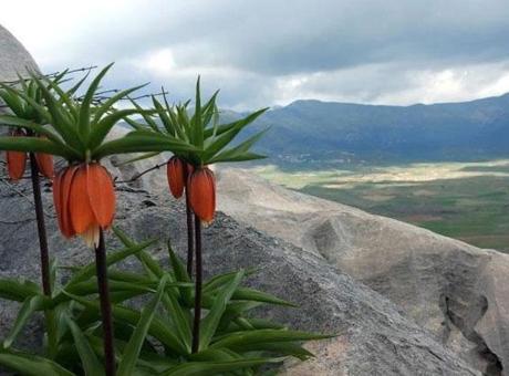 Çermik İli’nde Ters Laleler İçin Nöbet Tutuluyor: Koruma Önlemleri Artıyor