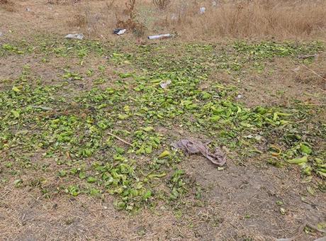 Bakanlıktan Biberlerin Hayvan Yemi Olarak Kullanıldığına İlişkin Açıklama