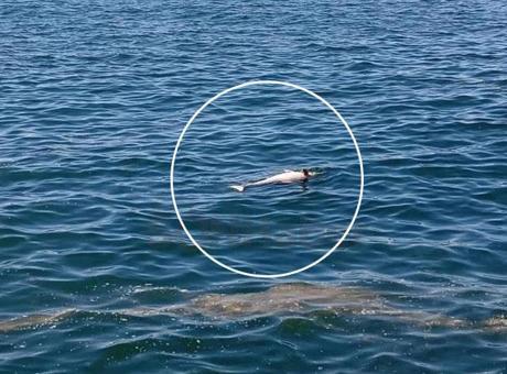 Karadeniz'de Hareket Halindeki Yunus, Balıkçıları Endişelendirdi