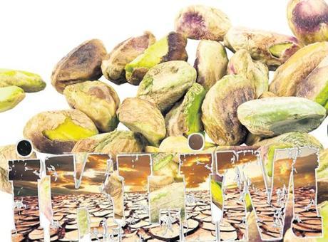 Savaşın Gölgesinde İklim Krizi: Antep Fıstığı Fiyatlarında Rekor Artış