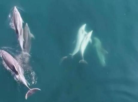 Bartın Kızılkum Sahili'nde Şaşırtan Yunus Gösterisi