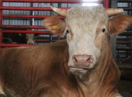 Dev Tosun 950 Bin Liraya Vitrine Çıktı: Kurban Bayramı İçin Hazır