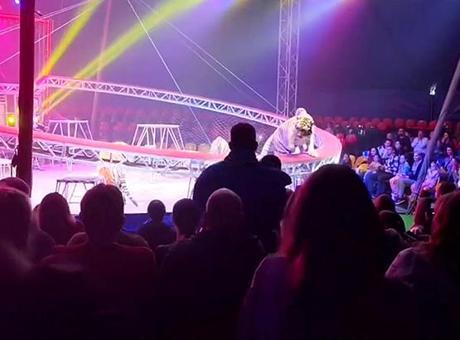 Rusya'daki Sirk Gösterisinde Kaplan Seyircilere Daldı: Korku Dolu Anlar