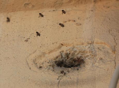 Hatay'da Arıların Taşlarla Kızdırılması Mahallede Panik Yarattı