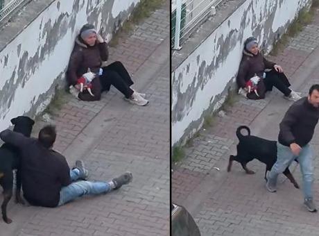 Ümraniye'de Rottweiler Dehşeti: Ağızlıksız Köpek Küçük Irk Birine Saldırdı