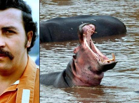 Milyarder Anant Ambani, Escobar'ın İstilacı Su Aygırlarını Kurtarmak İçin Sahipleniyor