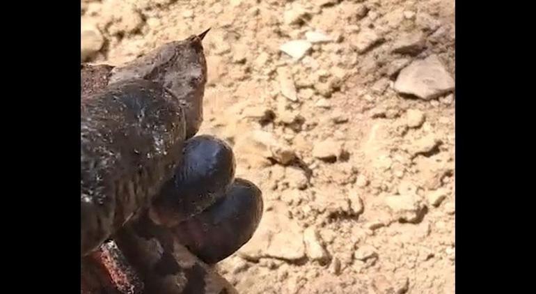 Kafkas Burunlu Engerek Yılanı, Bolu'da Panik Yarattı