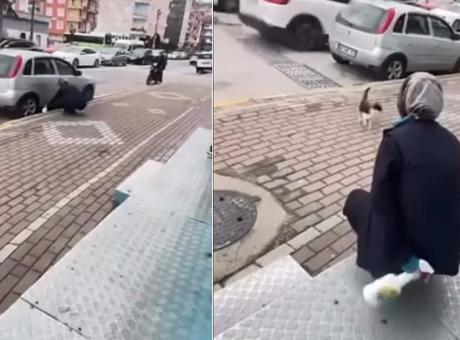 Sokak Kedisine Yapılan Zavallı Muamele: Market Çalışanı Gözaltına Alındı