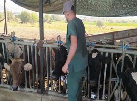 Aydın'da 17 Mahallede Şap Hastalığı Nedeniyle Karantina Uygulaması Başlatıldı