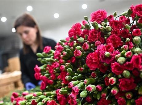 Türkiye, Anneler Günü İçin 35 Ücountryeye 80 Milyon Dal Çiçek İhraç Etti