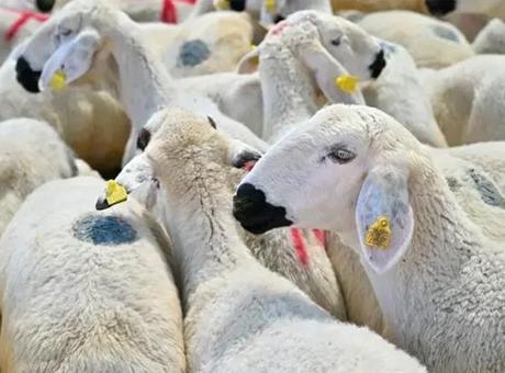 DMM, Sosyal Medyada Sahte Kurban İlanlarına Karşı Uyardı