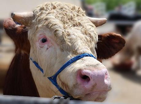 Kırşehir'de 830 Kilogram Ağırlığında İnek 300 Bin TL'ye Satıldı