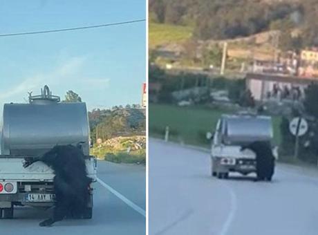 Kurbanlık Hayvan Skandalı: Kamyonetin Kasasından Sarkıtıldı, Bolu Valiliği Harekete Geçti