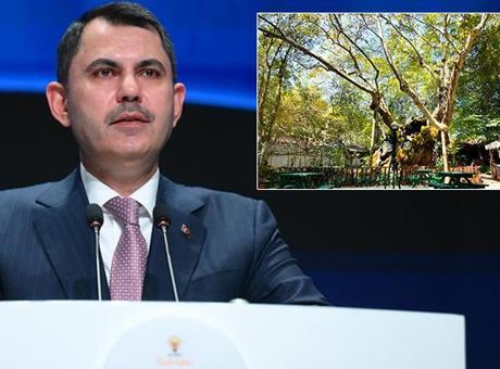 Bakan Kurum'dan 854 Yaşındaki Anıt Ağaca Dair Önemli Açıklama