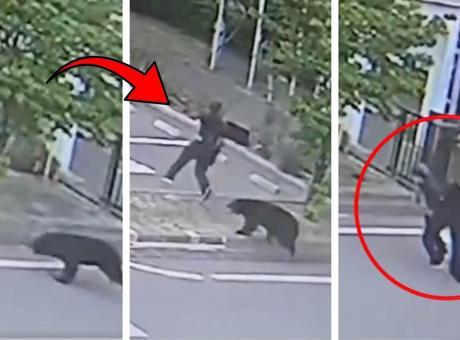 Japonya'da Ayı Saldırıları Eğitimi Durdurdu: Polisten Olağanüstü Hal Açıklaması