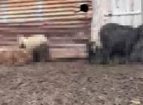Adana'da Gizemli Hayvan Ölümleri: 76 Küçükbaş Hayvanın Ölüm Nedeni Açıklandı