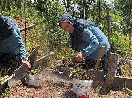 Sosyal Medyada Fırsatı Değerlendirdi: Salep Orkidesi Üretimine Geçen Kadın, Köyüne Döndü