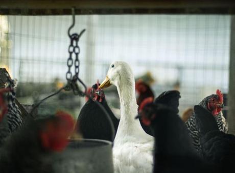 Heard ve McDonald Adaları'ndaki Kuş Gribi Salgını Felakete Dönüşüyor: Ölüm Oranı Yüzde 97'ye Ulaştı