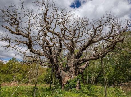 1.200 Yıllık Tarihi Meşe Ağacı Kurudu: 'Bu Çöküş İnsanlığa Bir Uyarıdır'