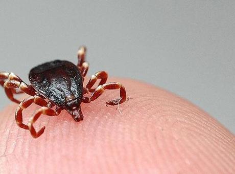 Kenelere Dikkat: Kırım Kongo Kanamalı Ateşi Riski Artıyor