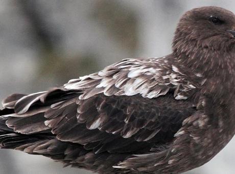 Avustralya'da Kuş Gribi Şüphesi: Bir İlk Olabilir