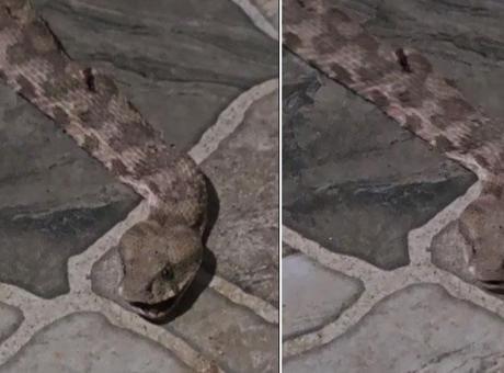 Şırnak'ta Çay Keyfi, Dev Yılan Paniğiyle İfaiye Çağırttı
