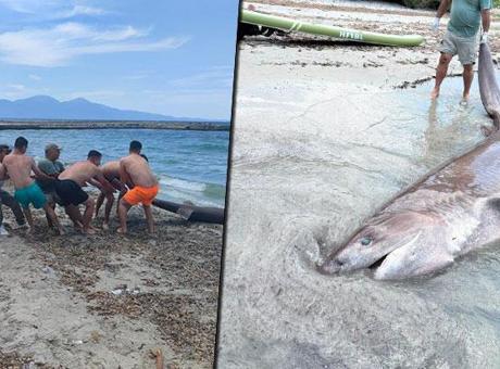 Kuşadası'nda Kıyıya Vuran 3.85 Metrelik Boz Camgöz Köpekbalığı İnceleniyor
