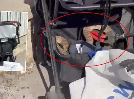 Şanlıurfa'da Bebek Arabasına Düşen Yılan Panik Uyandırdı