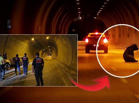 Karabük'te Tünel Kazası: Yola Fırlayan Ayı Kaosa Neden Oldu